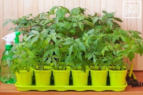 Как вырастить рассаду помидор в домашних условиях?